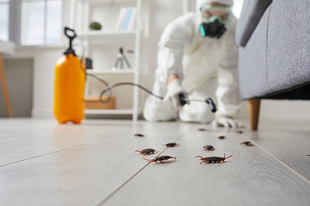 Affordable Termite Control solutions in Dunstan, ME